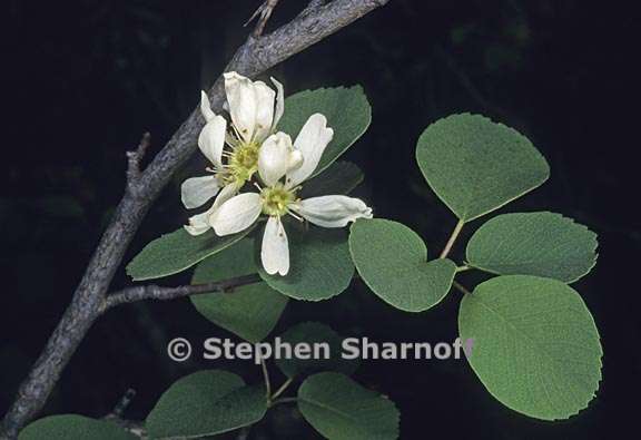 amelanchier utahensis 3 graphic